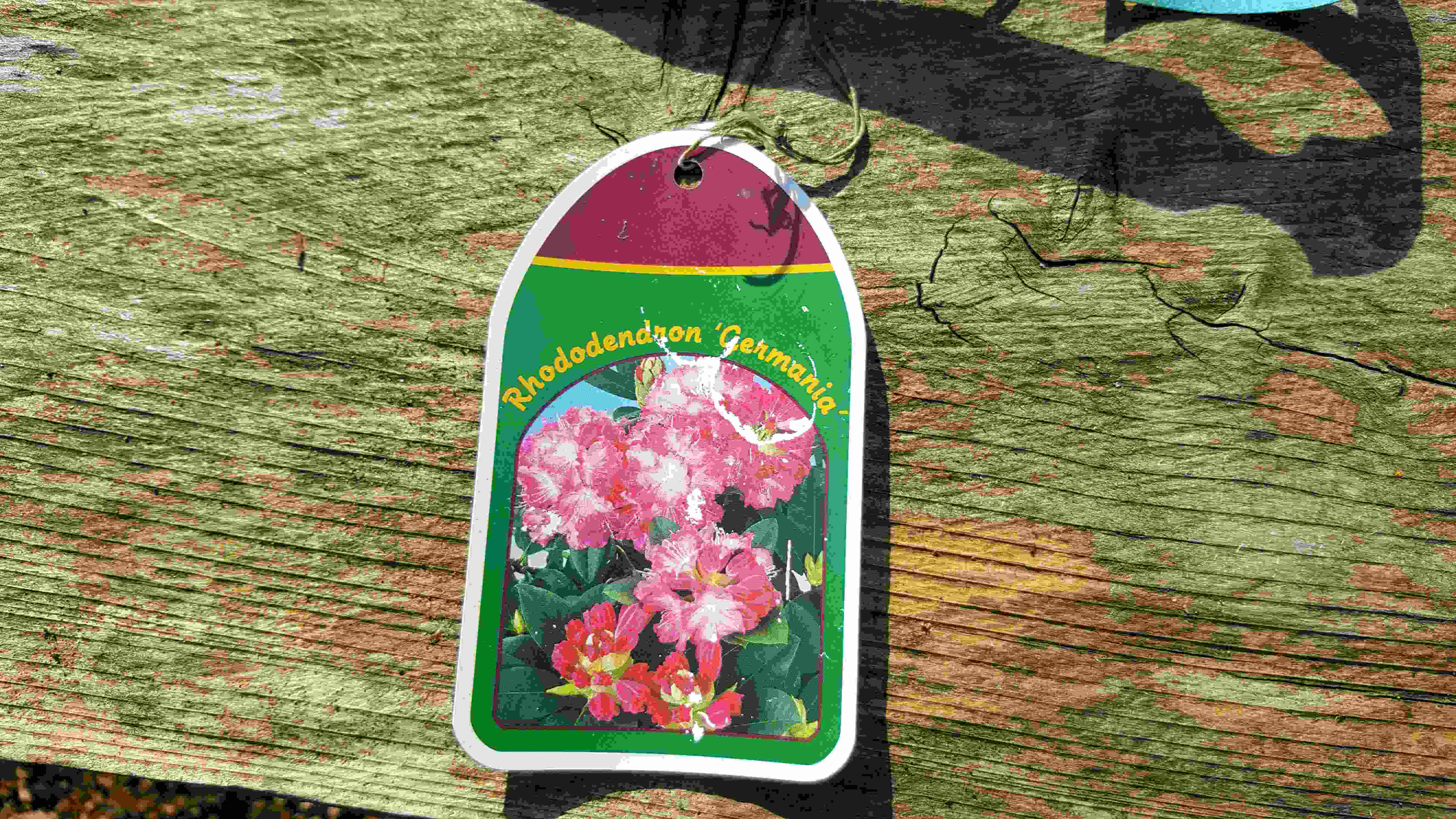 rhodo germanica1.jpg